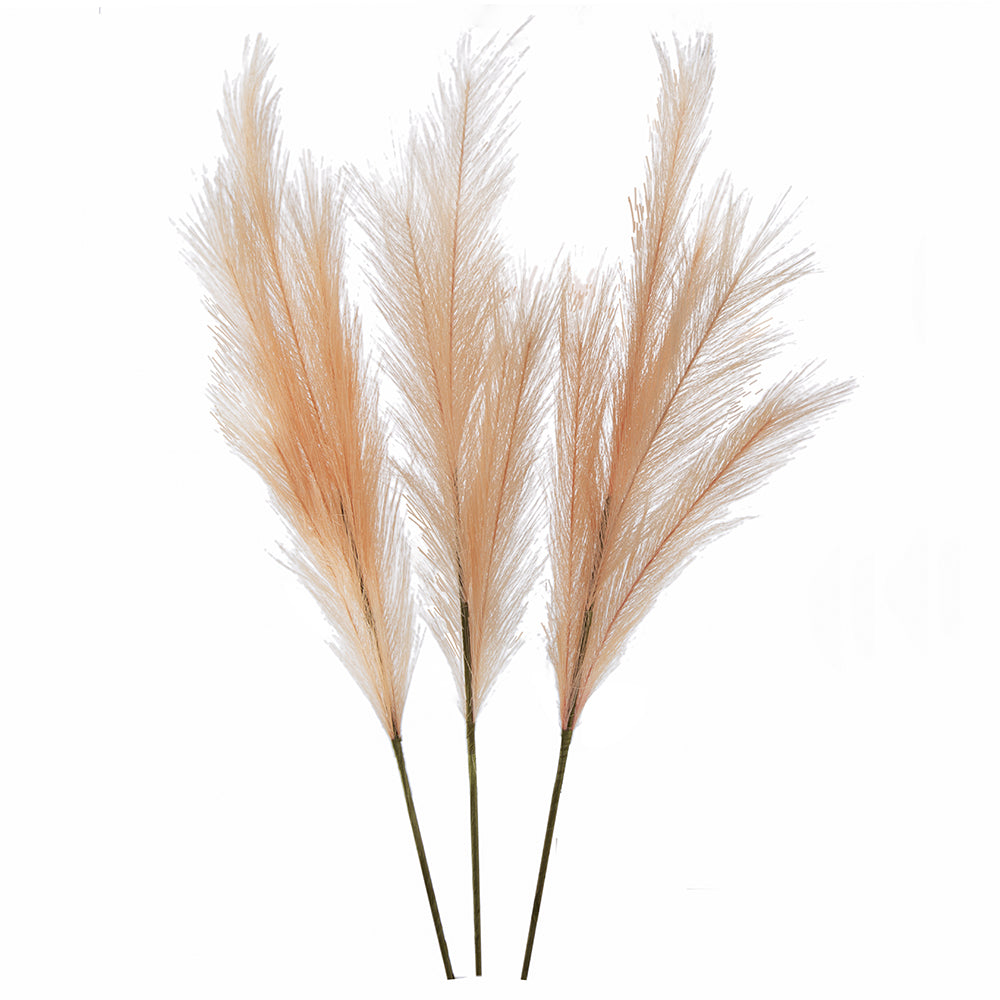Blush Pampas Grass
